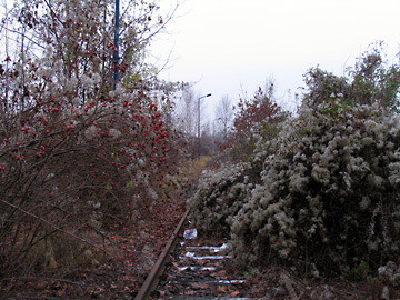 Bahngleise, überwachsen seit Jahrzehnten