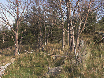 Bäume am Wegesrand