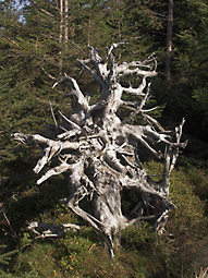 abgestorbener Baum