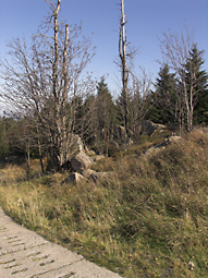 Bäume am Wegesrand