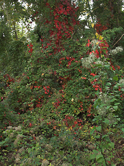 Herbstlaub grün und rot