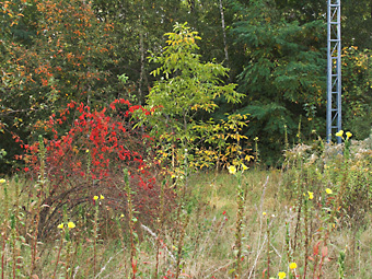 Herbststräucher und Mast