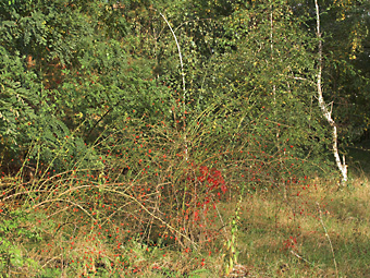 Herbststräucher