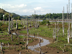 versalzter Wald bei Comillas