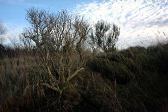  Baum an der Steilküste von Fischland