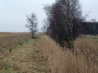 Vegetation am Bodden