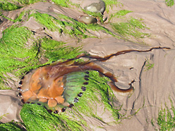 Qualle, angespült am Strand