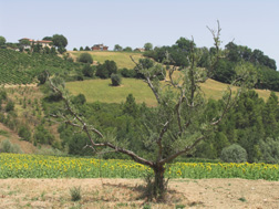 Ortezzano, alter Olivenbaum am Hang