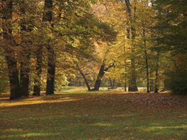 Bäume im Muskauer Parks