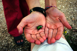 Käfer auf Rheas Hand