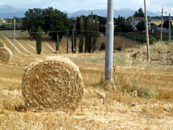 Feld mit Strohrollen und Strommasten